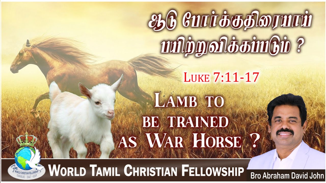Lamb to be trained as War Horse! !