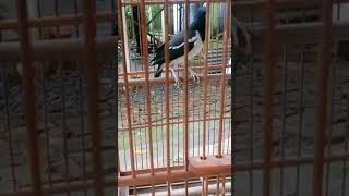 Download Lagu Suara burung jalak oren MP3