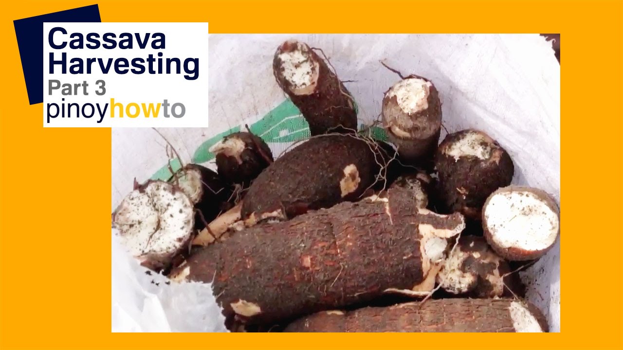 Cassava Food How to harvest Cassava in the Philippines Part 3 Pinoy How To YouTube