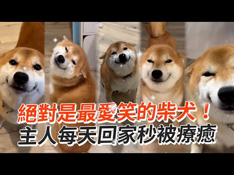 絕對是最愛笑的柴犬 主人每天回家秒被療癒｜寵物動物｜飛機耳｜精選影片