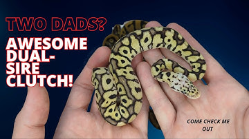 Dual Sire Ball Python clutch: Acid Pastel/Pastel Spotnose Clown x Albino Clown. How did this happen?