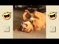 🤣 Funniest 🐶 Dogs and 😻 Cats - Try not to laugh watching funny Animal Videso 🤣