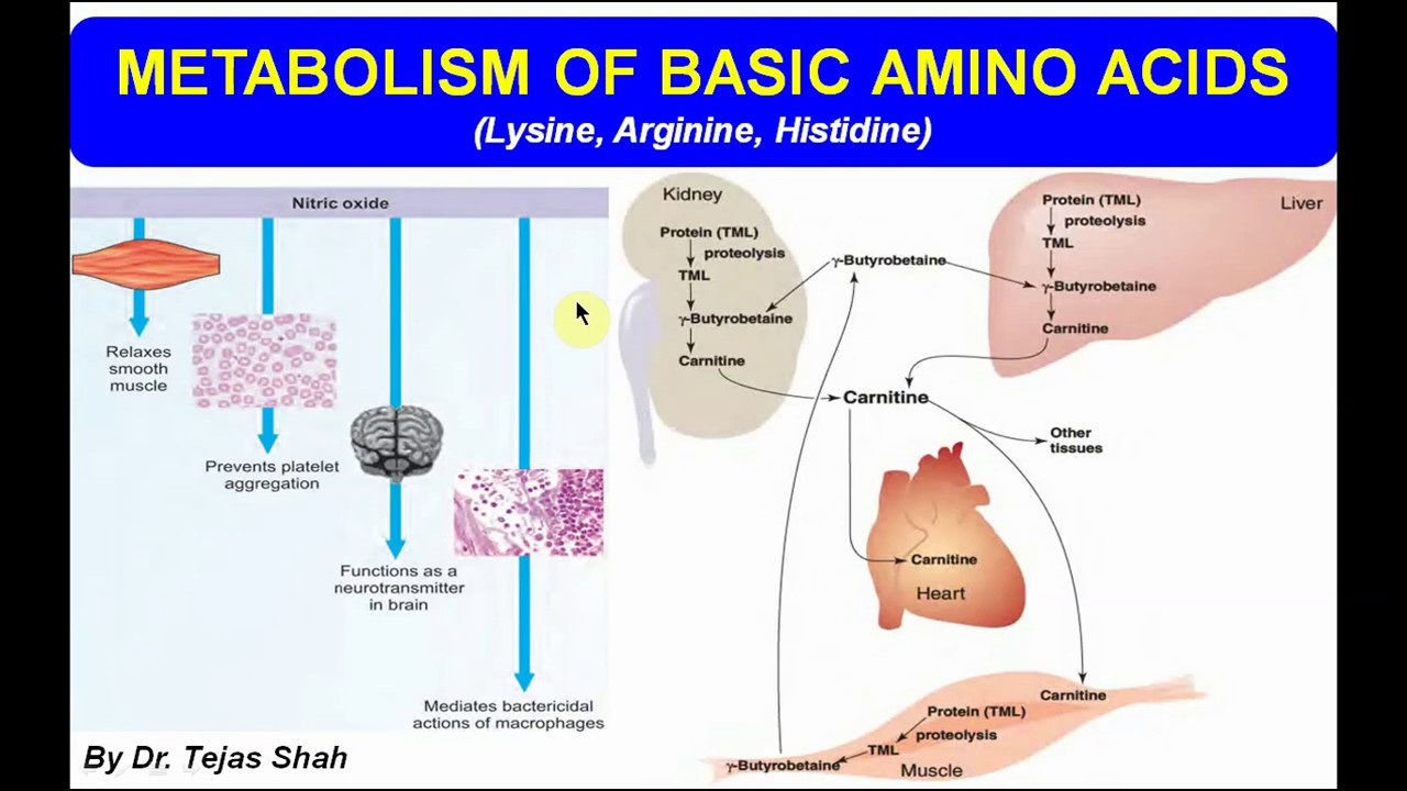 Metabolism of basic amino acids II Lysine, Arginine, Histidine II