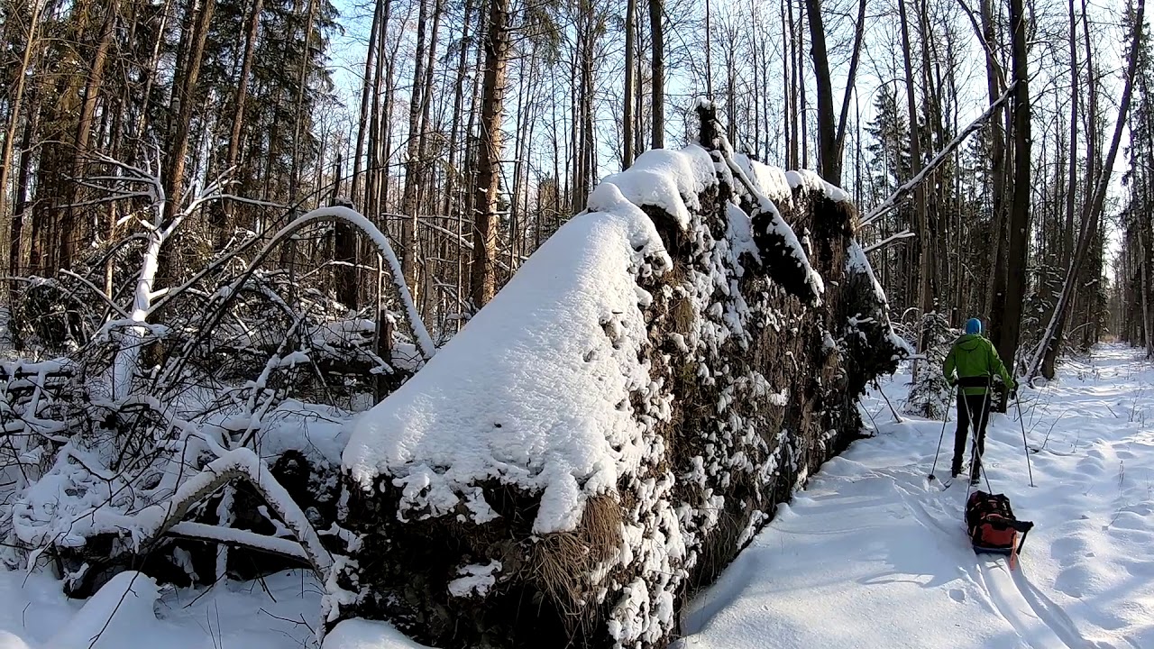 Зимняя ночевка в лесу. Стадо оленей. - YouTube