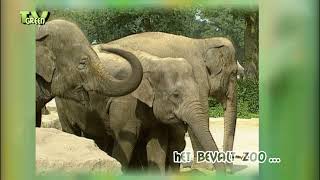 CameraTalk: Elephant Matters