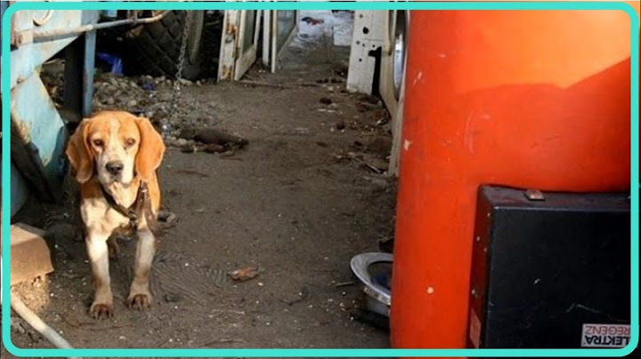 【驚愕】６年もの間、半径1ｍの世界で生きてきたビーグル犬…チェーンが外され初めて見る世界に大興奮！！【世界が感動！涙と感動エピソード】