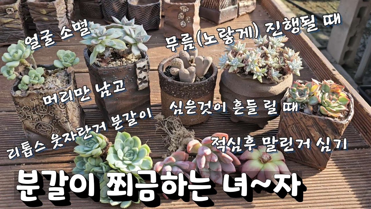 (다육식물) 상태에 따라 마춤 분갈이로 튼튼하게  ~