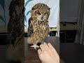 2023年に遊んだ羽根をフクロウと見る(換羽も一段落)(〇v〇) #shorts