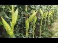 Corn Farming best source of livelihood