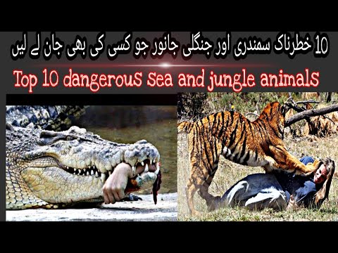 Top 10 dangerous animals | Tiedot Tv | 10 خطرناک سمندری اور جنگلی جانور