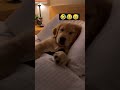FUNNIEST Dog Video: Parent Dog Busts Puppy on His Phone! #shorts #funnydog #goldenretreivers #viral
