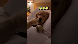 FUNNIEST Dog Video: Parent Dog Busts Puppy on His Phone! #shorts #funnydog #goldenretreivers #viral