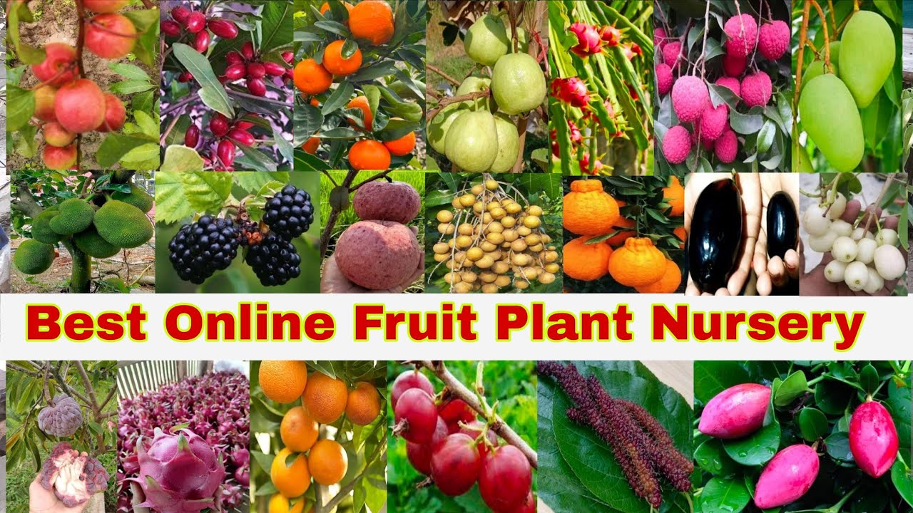 Top 25 Fruit Variety in one Video ||  Best Online Fruit Plant Nursery in Kolkata || Call-9339721064
