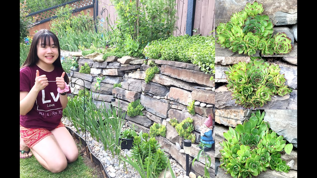 Fun Succulents Moments: Sempervivums in Rock Crevices