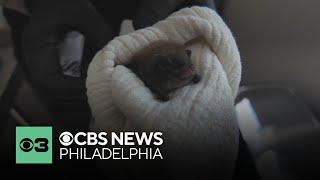 Bats turning up in unexpected places across Delaware County
