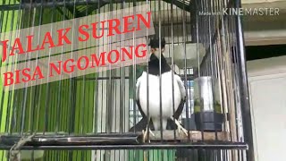JALAK SUREN NGOMONG NGOPI PAK DAN GARUDA