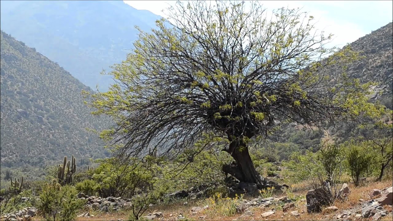 El Trapiche, sector de El Sobrante, Chincolco.