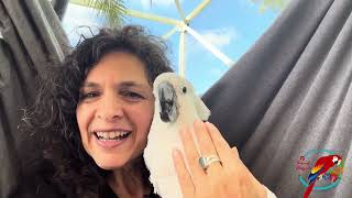 Q: How Do I Get Started- Getting 1st #parrot #parrot_bliss by Parrot Bliss 618 views 3 weeks ago 11 minutes, 36 seconds