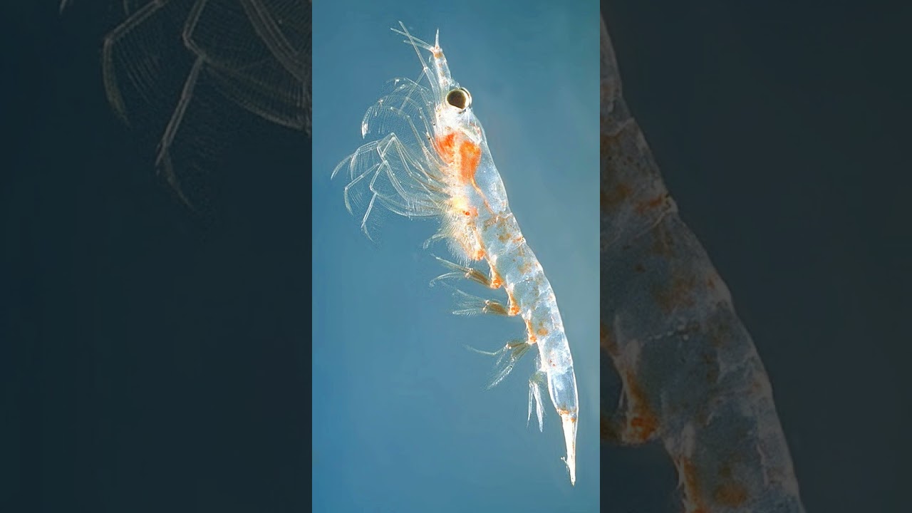 Krill (Order Euphausiacea)