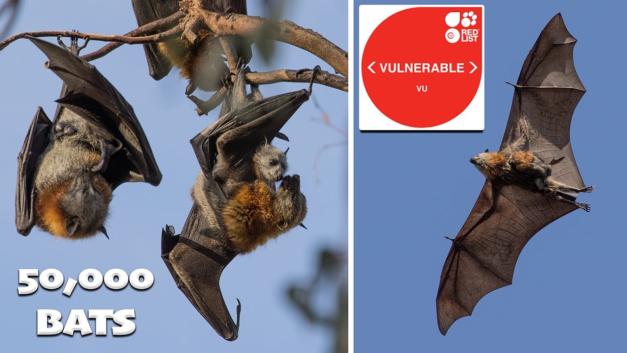Grey-headed Flying Fox Colony lives in a Metropolis - Short Film
