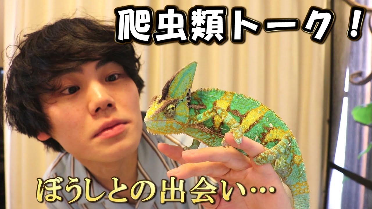 海外限定　新品　ジェリーキャット　トカゲ　カメレオン　爬虫類　chameleon 海外限定 新品 ジェリーキャット トカゲ カメレオン 爬虫類 chameleon