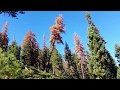 Large Sugar Pine Tree Fall.  HD with good audio.