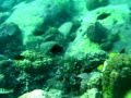 Snorkeling in Fiji, with a guide Suli.