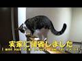 GW実家に帰省しました。実家の事、絶対覚えてるでしょ? 暴れ猫/保護猫ハナ♂