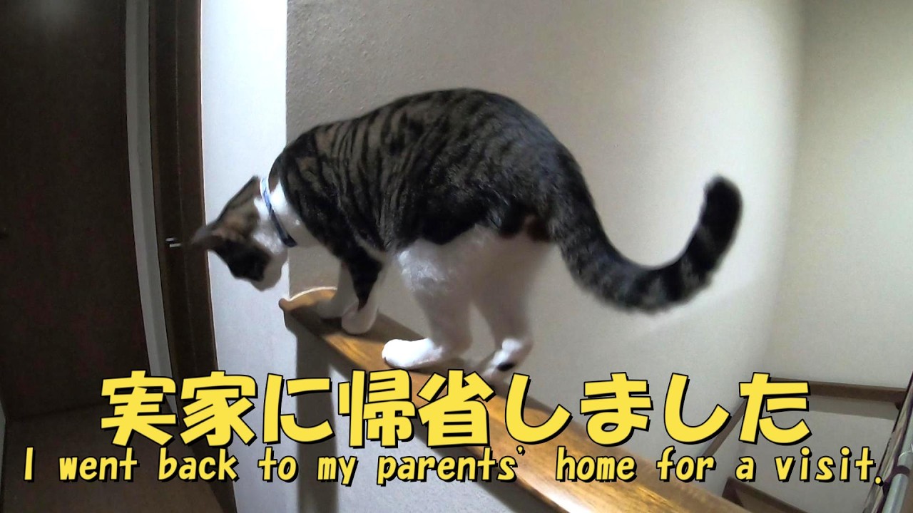 GW実家に帰省しました。実家の事、絶対覚えてるでしょ? 暴れ猫/保護猫ハナ♂