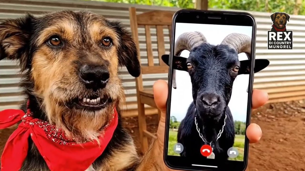 Can't believe REX told Billy goat to Do THIS😱 · Missa Chin Get Buck · Jamaican Comedy