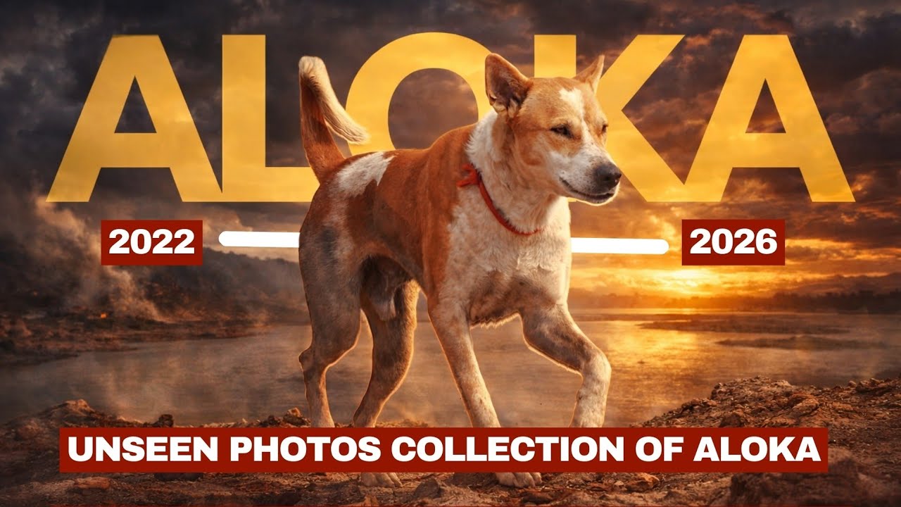 Unseen old Photos Collection of Aloka - The Peace Dog  🐾 | Do not miss it ☺️ 