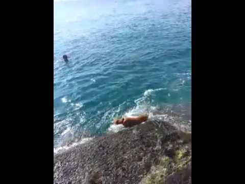 Video: Kako plivati u oceanu s psom