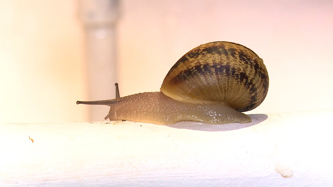 ميكرو الفلاحية | مربوا الحلزون يشقون الطريق نحو تطوير سلسلة تربية الحلزون بالمغرب