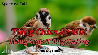 Tiếng Chim Sẻ Mồi-Bản Có Tiếng Gọi Và Tiếng Xuống. Dùng Cho Loa Thường Và Loa Điều Khiển Từ Xa.