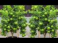 Grow Lemon Trees from a Single Lemon Fruit