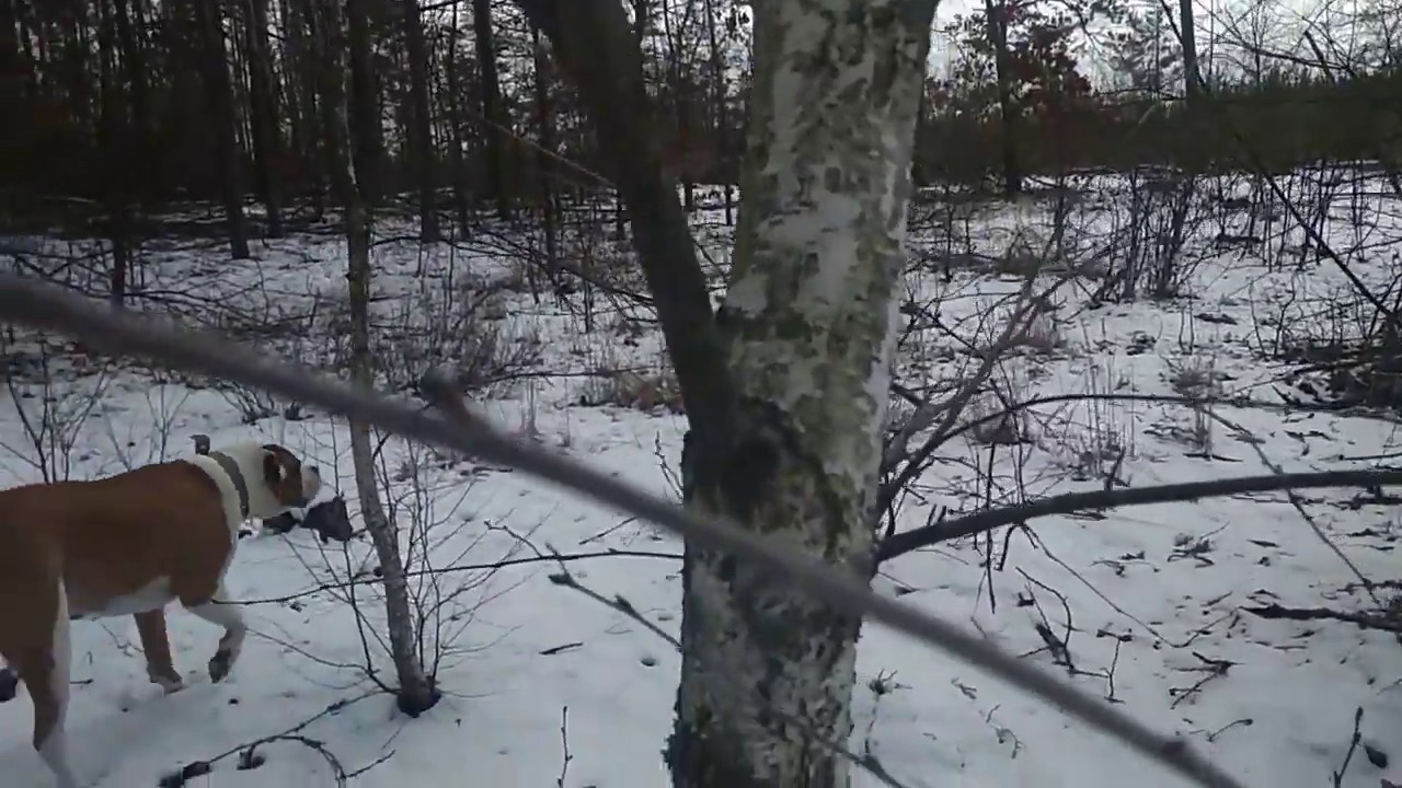 Береза Сергей Есенин - YouTube