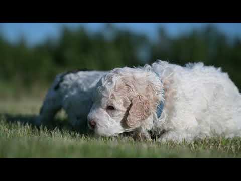 Lagotto Puppies discover Grass!