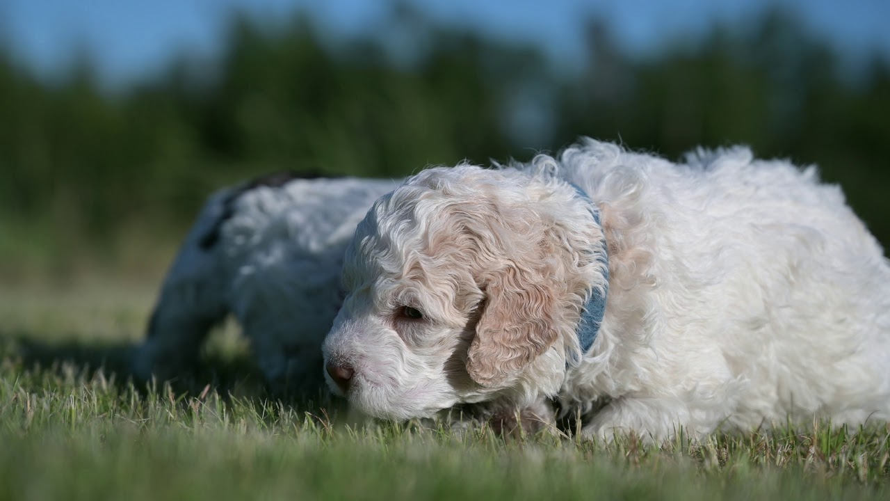 Lagotto Romagnolo puppy on its first field trip into a novel environment at Northwest Lagotto
