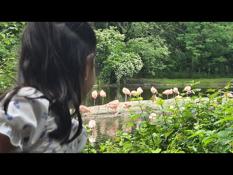 ZOO TIME VISITING THE BRONX ZOO IN THE USA