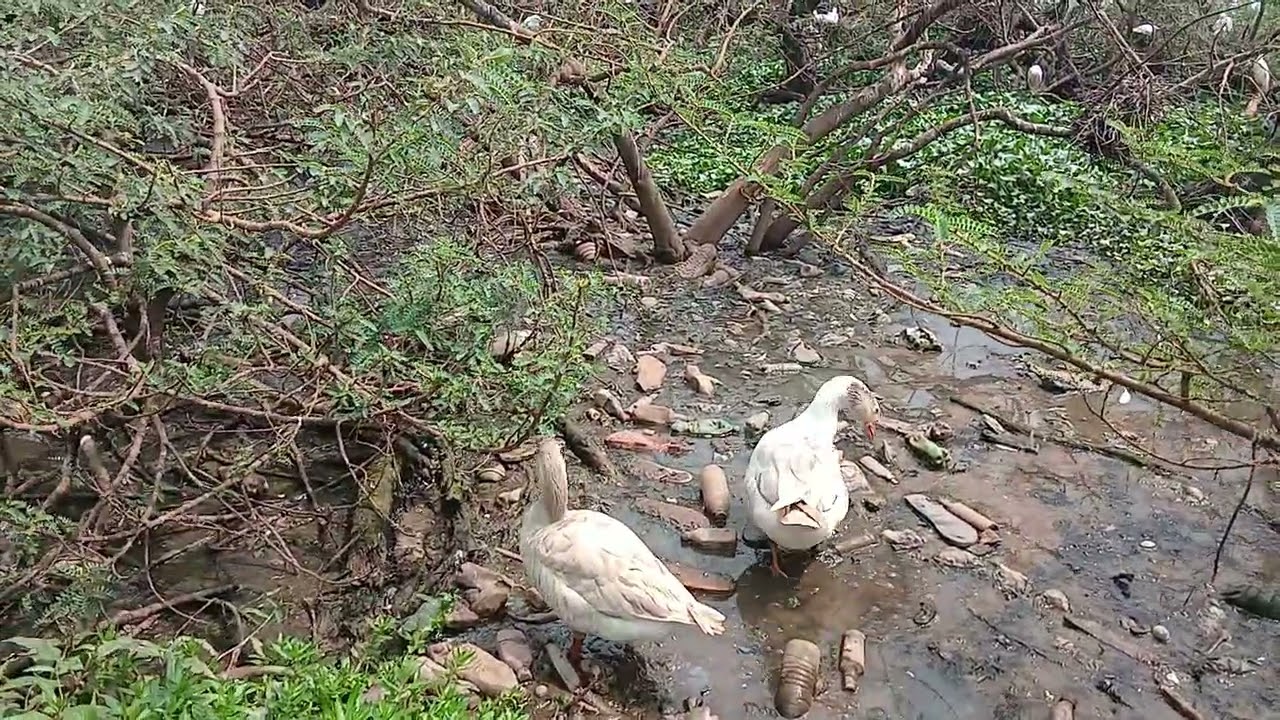 Water Ducks invading egrets at their breeding places