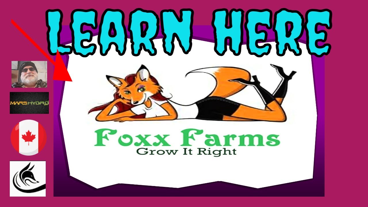 Ghost Train Haze & Tangerine Dream day 6 DIY Hydroponics Grower