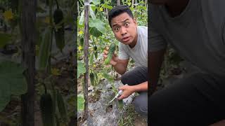 Pruning vegetables to yield more. #shorts
