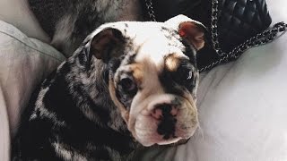 The reality star showed off her new dog online.