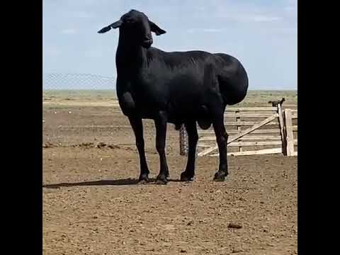 Қўчқормисан Қўчқор Фақат Томошага Qo Chqormisan Qo Chqor Faqat Tomoshaga Shorts 