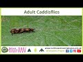 UK Adult Caddisflies