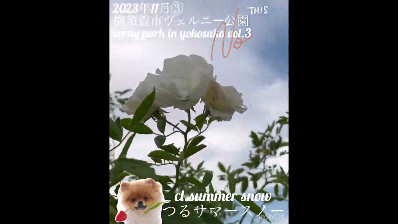 【2023/11 横須賀市ヴェルニー公園】verny park in yokosuka