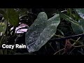 Cozy Rain 🌿 ASMR for Deep Sleep &amp; Relaxation