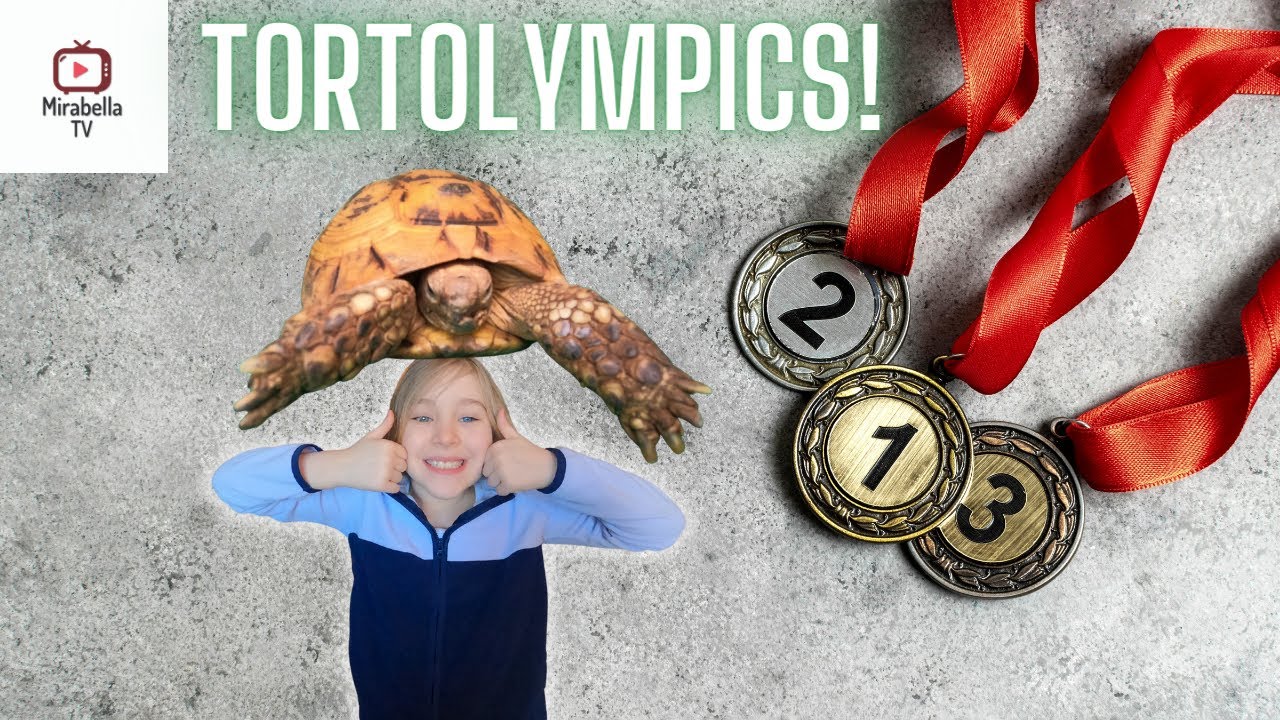 Golden Greek Tortoise - Meet The Tortolympics Gold Medalist