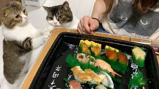 ママのお寿司を狙う子猫に初めてお魚を食べさせてみたら可愛すぎたw