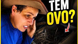 Voltei ao Sítio Para Conferir o Ninho Fake 🥚 | Sítio do Zero
